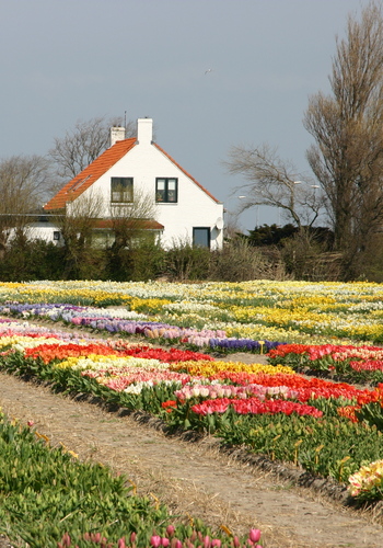 Blomlökar