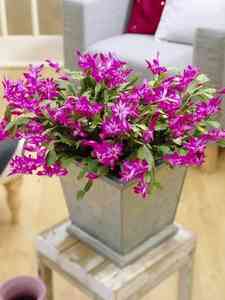 Schlumbergera - Lövkaktus