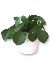 Plättarväxt - Peperomia