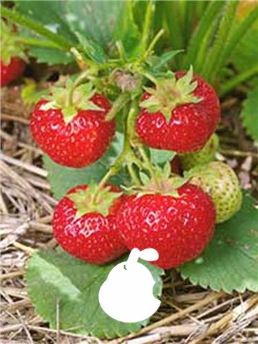 Fruktträd