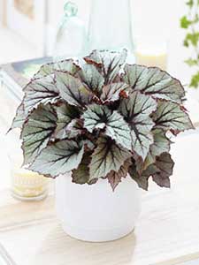 Pelargoner