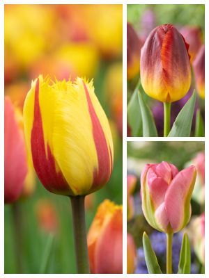 Tvåfärgade blomlökar
