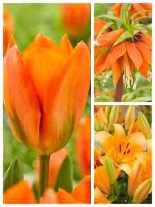 Orange Blomsterlökar