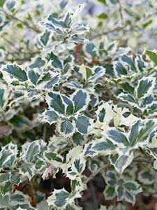 Ilex - Järnek