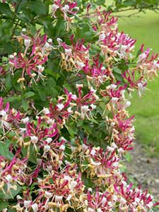 Lonicera - Kaprifol