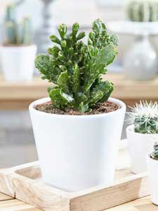 Opuntia