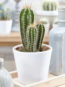 Trähattscactus