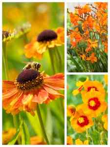 Orange Perenna Plantor