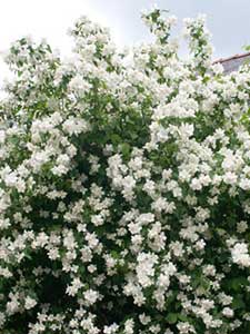Bondens jasmin