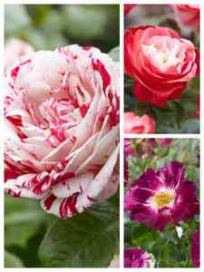 Tvåfärgade rosor