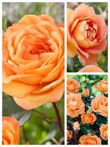 Apelsinfärgade rosor