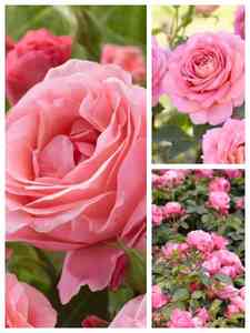 Rosa Rosor