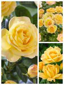Gula rosor