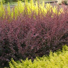 Bent Over Watch Onlayn