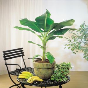 Musa Banana plant on table