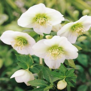 Helleboris niger white