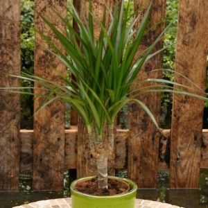 Dracaena marg op Stam