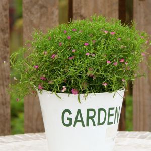Gypsophila Muralis Gypsy