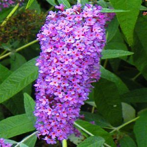 Buddleia davidii Purple