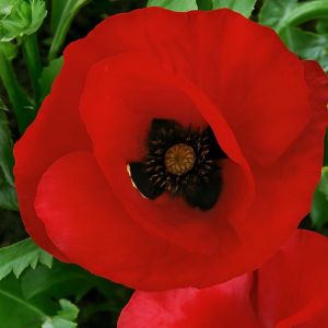 2 4545 Tulip Poppy