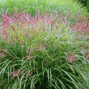 Miscanthus Malepartus