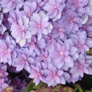 Hydrangea expression blauw 2