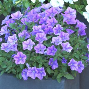Petunia Minibell blue