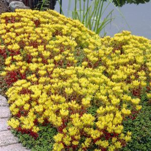 Sedum Oreganum