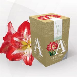 classicbox-minerva-2