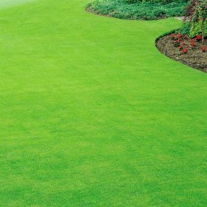 Self repairing lawn seed v3