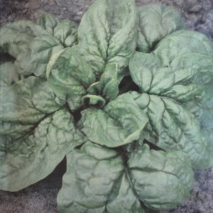 Spinach Nores V2