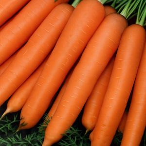 Winter Carrot Flakkee 2