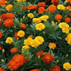 French Marigold Bonita