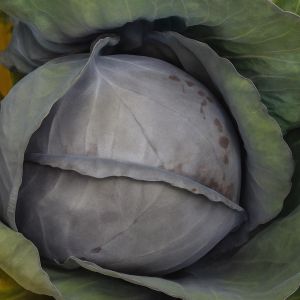 Rode kool Langedijk Bewaar