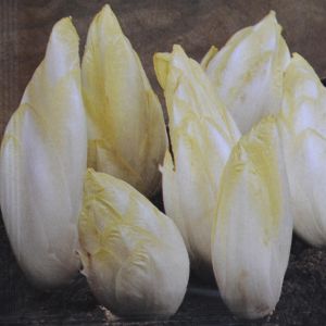 Chicory Zoom F1
