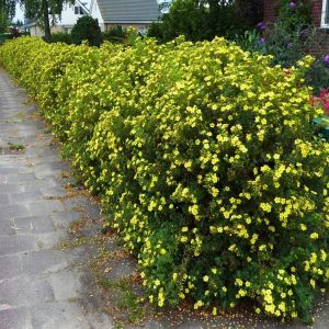 Potentilla Hedge 3