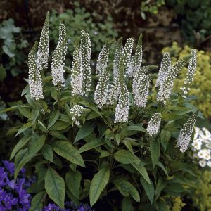 Lycimachia clethroides