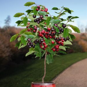 Prunus avium sam.jpg