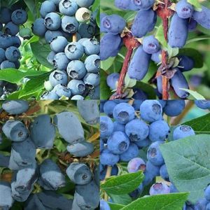 Blue Collection.jpg