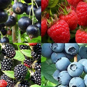 Power Collection.jpg