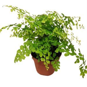 Fern adiantum Rad Fragrans