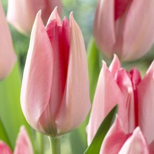 Tulipa Poco Loco