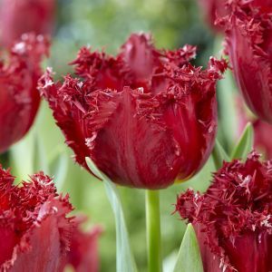 Tulipa Versaci