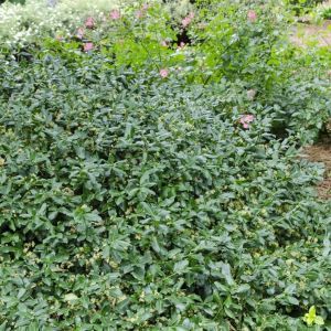 Euonymus fortunei Greenlane