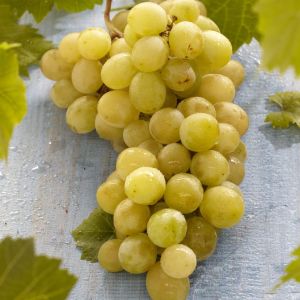 Vitis Muscaat of Alexandria