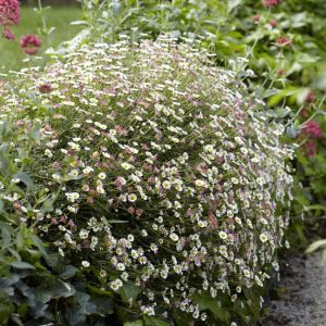 Erigeron karvinskianus