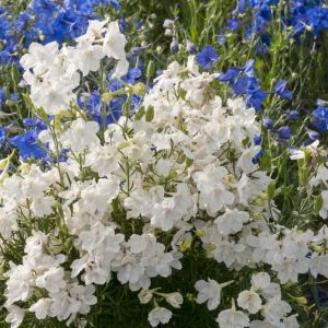 Delphinium grandiflorum Wit