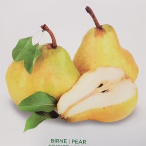 Pyrus C Williams