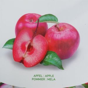 Appel Era Redlove