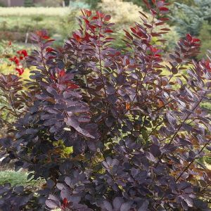 Cotinus coggygria Royal Purple